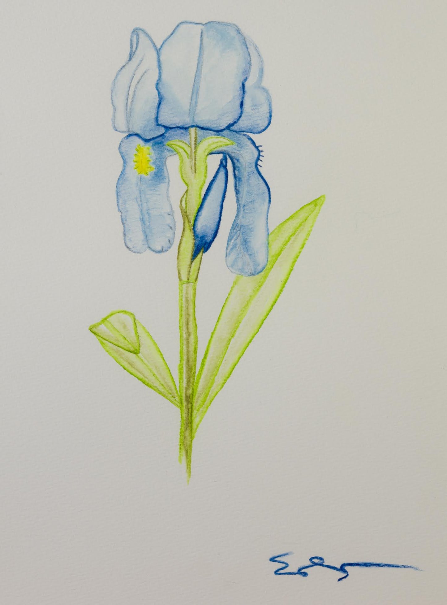 Blue Iris