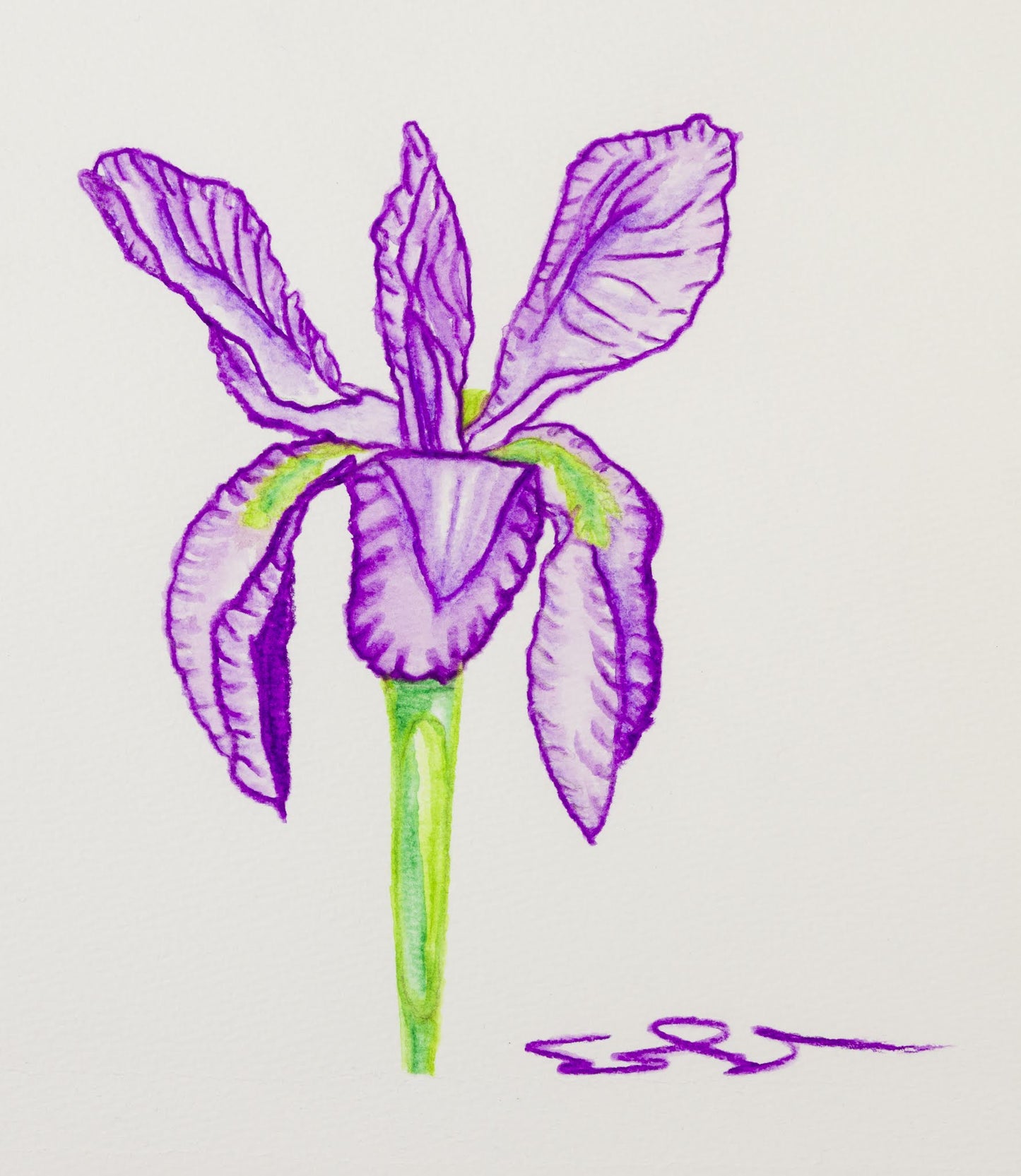 Purple Iris